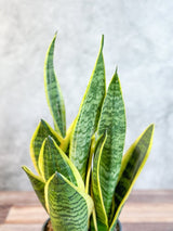 Sansevieria laurentii 'Robusta' - Yellow Variegated Snake Plant - Ed's Plant Shop