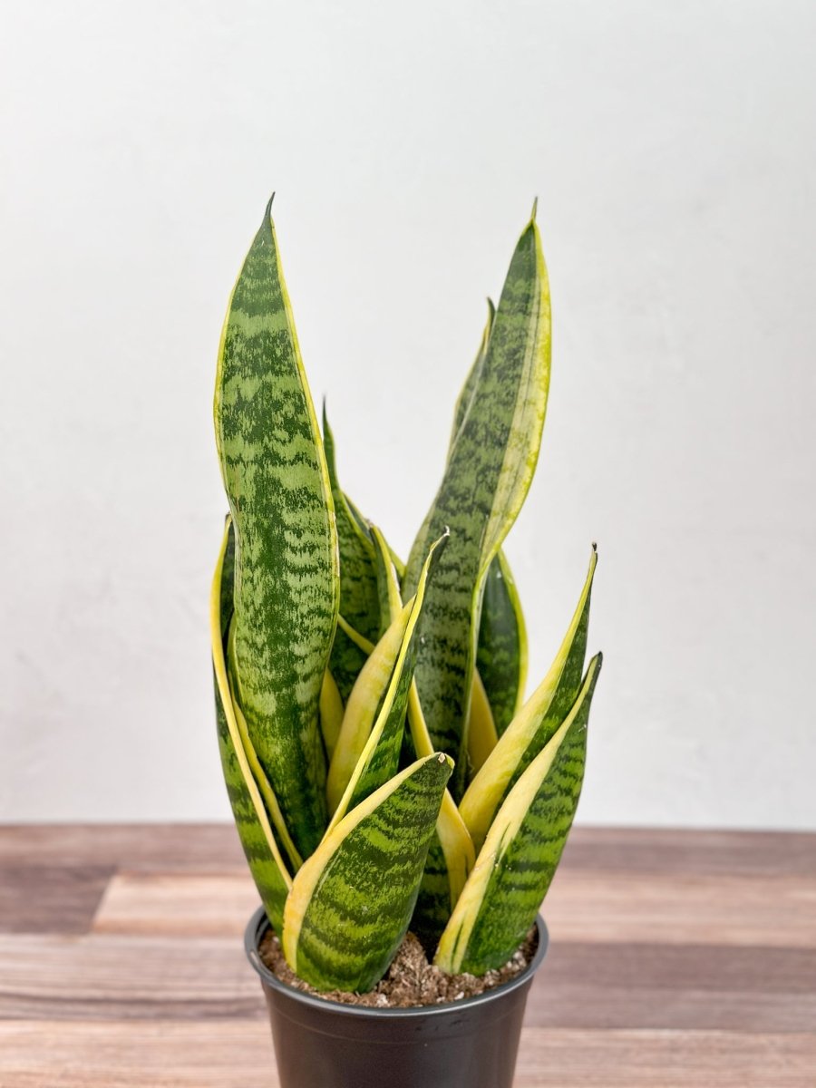 Sansevieria laurentii 'Robusta' - Yellow Variegated Snake Plant - Ed's Plant Shop