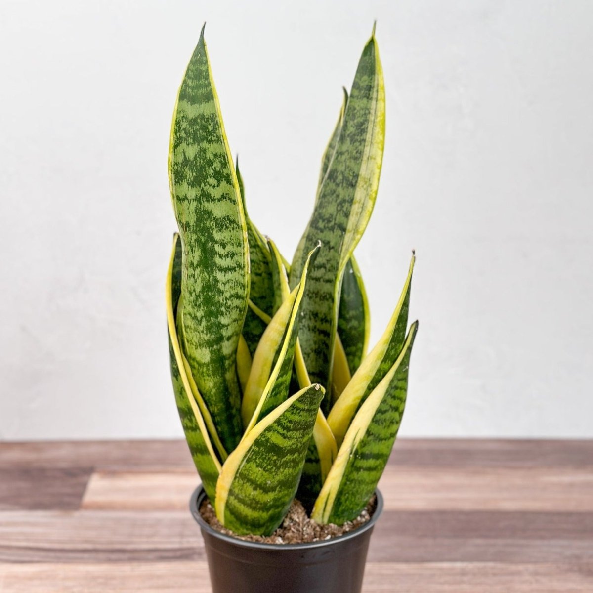 Sansevieria laurentii 'Robusta' - Yellow Variegated Snake Plant - Ed's Plant Shop