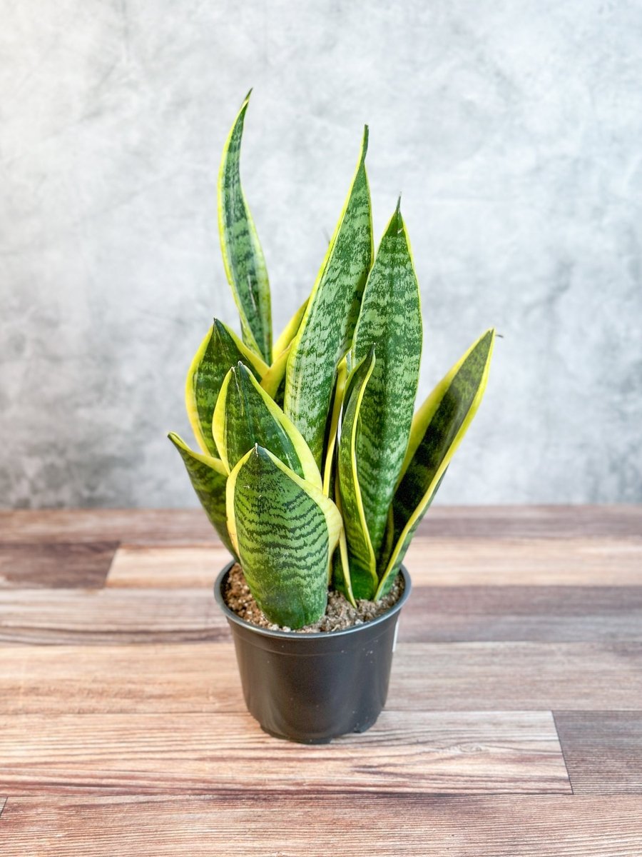 Sansevieria laurentii 'Robusta' - Yellow Variegated Snake Plant - Ed's Plant Shop