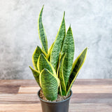 Sansevieria laurentii 'Robusta' - Yellow Variegated Snake Plant - Ed's Plant Shop