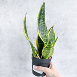 Sansevieria laurentii 'Robusta' - Yellow Variegated Snake Plant - Various Sizes - Ed's Plant Shop