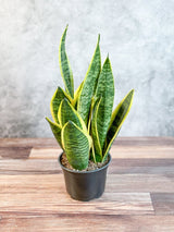 Sansevieria laurentii 'Robusta' - Yellow Variegated Snake Plant - Various Sizes - Ed's Plant Shop