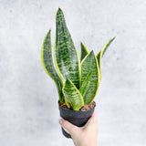 Sansevieria laurentii 'Robusta' - Yellow Variegated Snake Plant - Various Sizes - Ed's Plant Shop