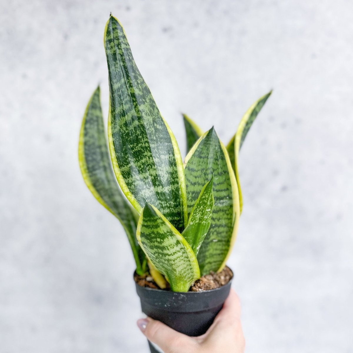 Variegated Golden Edge Sansevieria Snake Plant Nursery 4