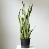 Large potted snake plant laurentii on a white surface with a light gray background