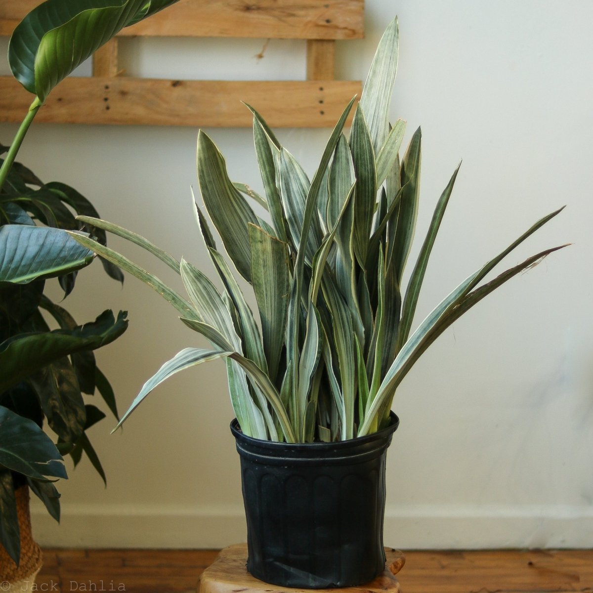 sansevieria metallica siam silver 10