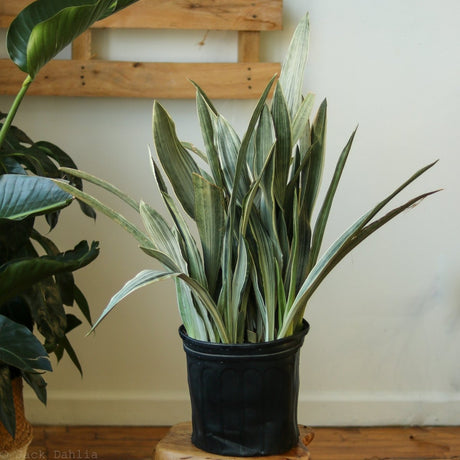 Sansevieria Sayuri 'Metallica' Floor Plant - Ed's Plant Shop