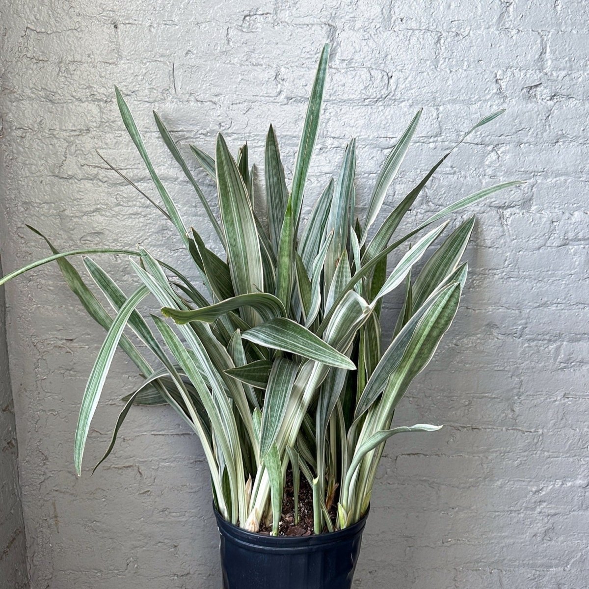 sansevieria metallica kaufen Sansevieria Sayuri 'Metallica' Floor Plant