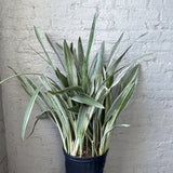 Sansevieria Sayuri 'Metallica' Floor Plant - Ed's Plant Shop