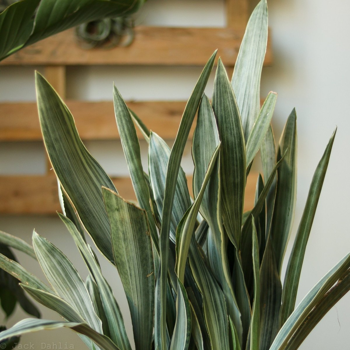 siam silver snake plant Sansevieria Sayuri 'Metallica' Floor Plant