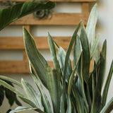 Sansevieria Sayuri 'Metallica' Floor Plant - Ed's Plant Shop