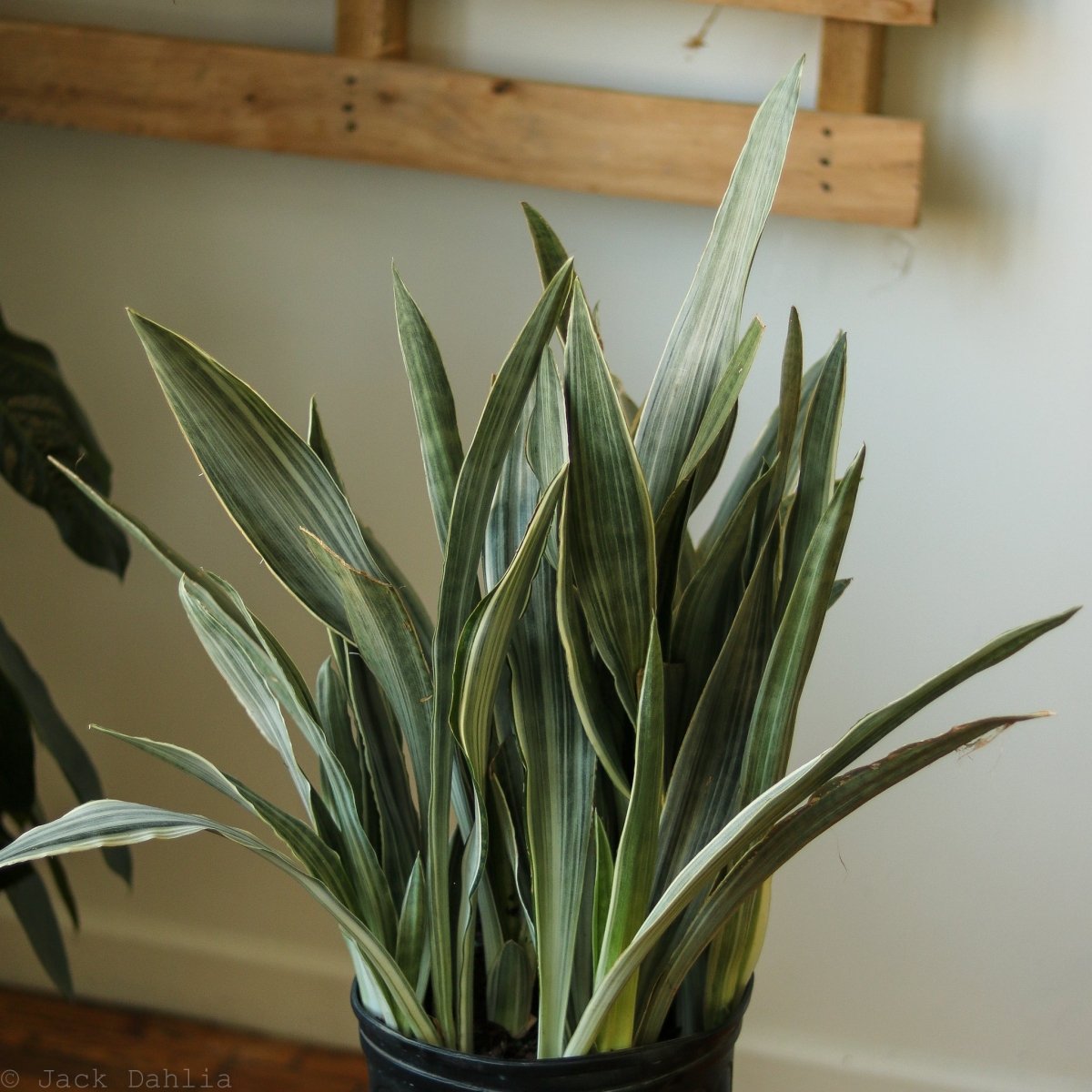 Sansevieria Sayuri 'Metallica' Floor Plant - Ed's Plant Shop