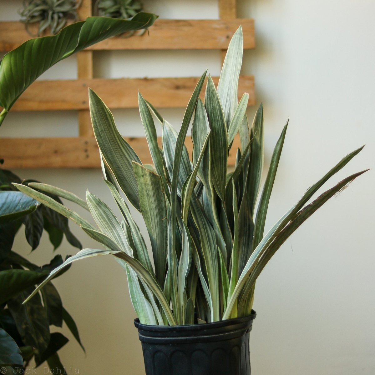 sansevieria guineensis manolin siam silver Sansevieria Sayuri 'Metallica'