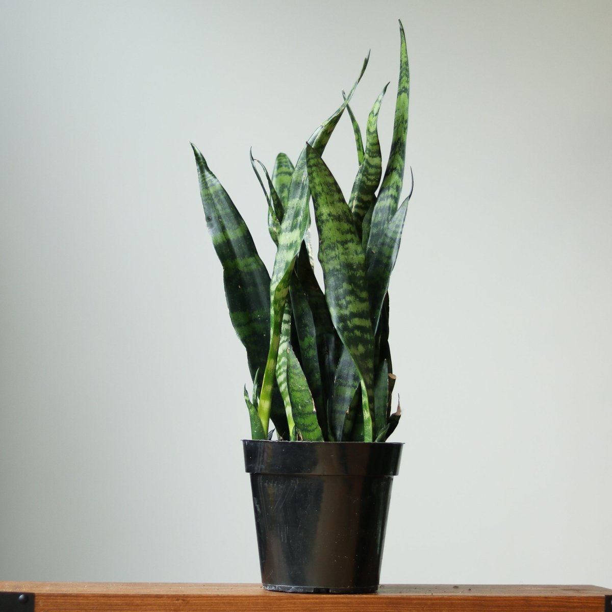 Sansevieria Trifasciata ‘Black Coral Snake Plant' - Ed's Plant Shop