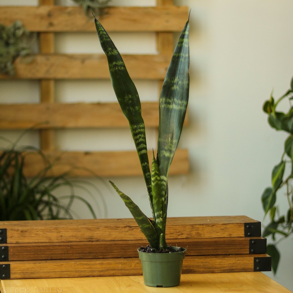 Sansevieria Trifasciata ‘Black Coral Snake Plant' - Ed's Plant Shop