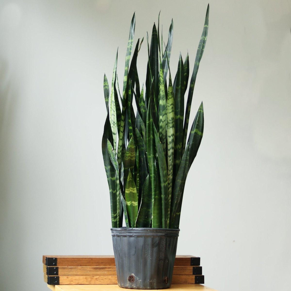 Sansevieria Trifasciata ‘Black Coral Snake Plant' - Ed's Plant Shop