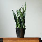 Sansevieria Trifasciata ‘Black Coral Snake Plant' - Ed's Plant Shop