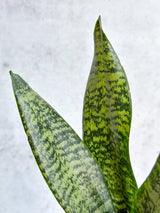 Sansevieria Trifasciata ‘Black Coral Snake Plant' - Ed's Plant Shop