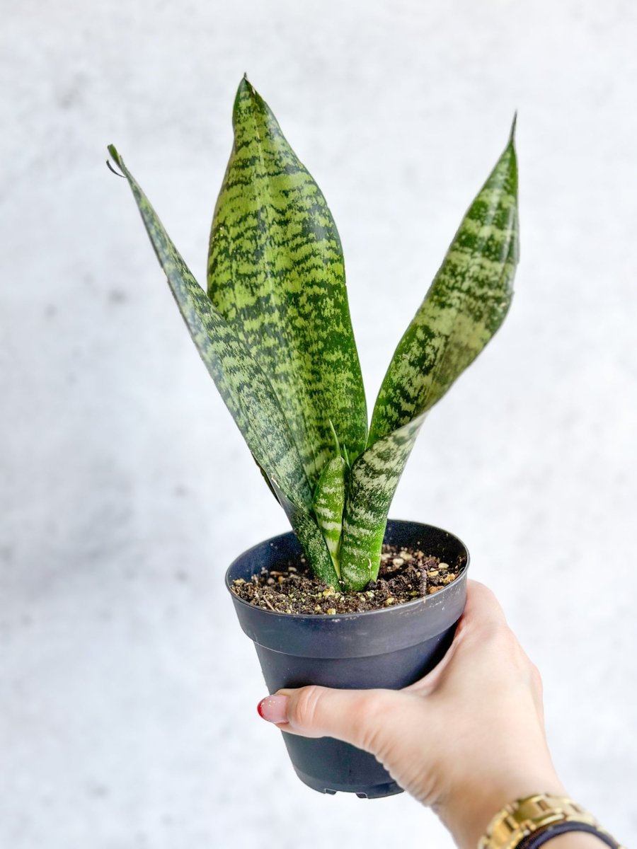 Sansevieria Trifasciata ‘Black Coral Snake Plant' - Ed's Plant Shop