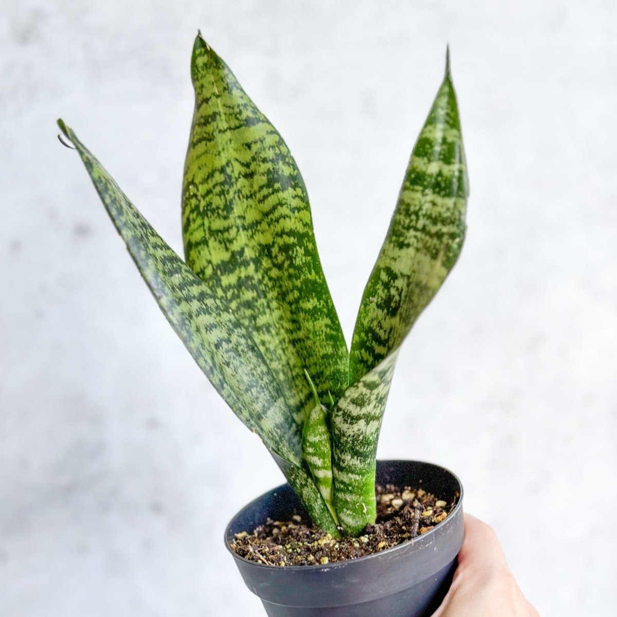 Sansevieria Trifasciata ‘Black Coral Snake Plant' - Ed's Plant Shop