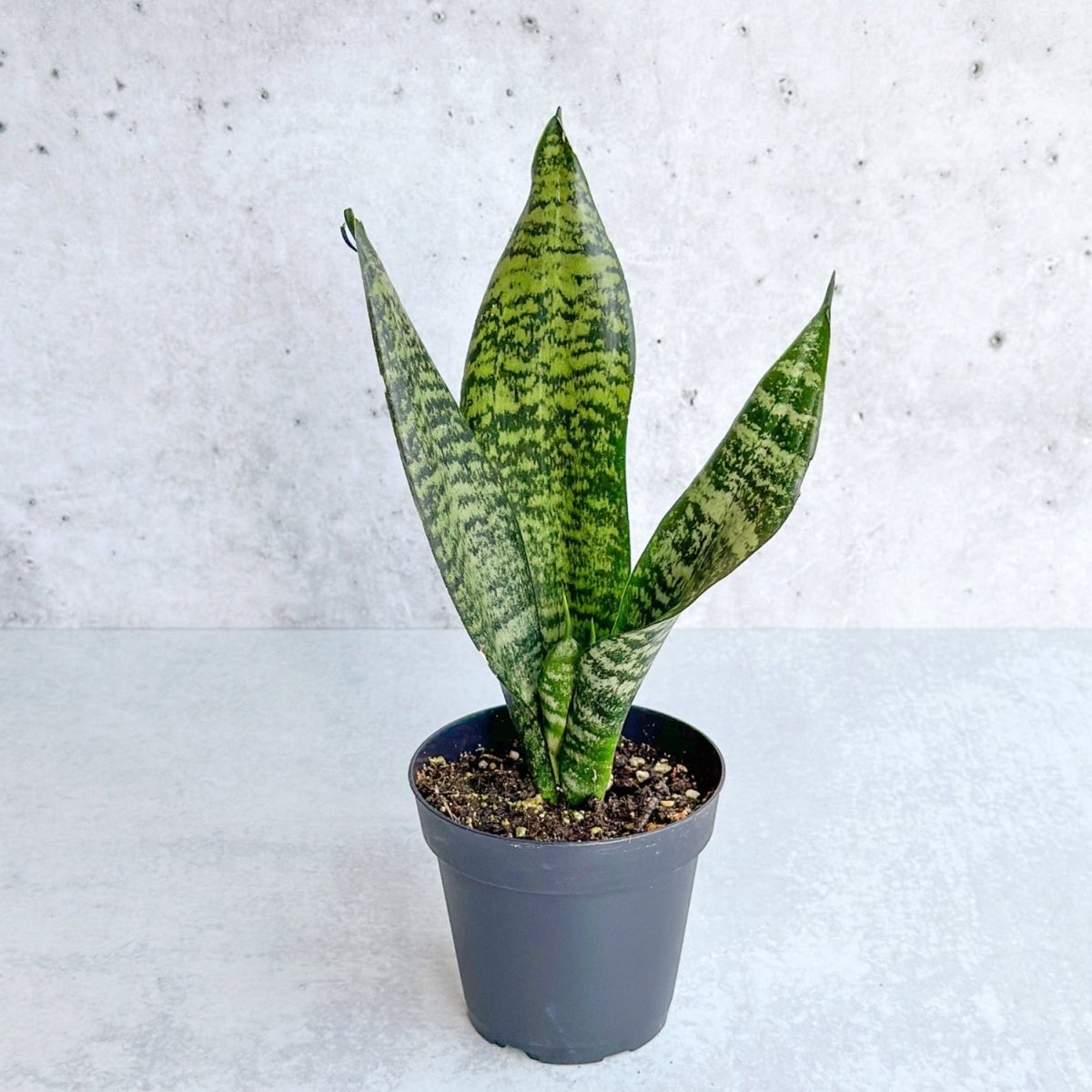 Sansevieria Trifasciata ‘Black Coral Snake Plant' - Ed's Plant Shop