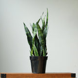 Sansevieria Trifasciata ‘Black Coral Snake Plant' - Ed's Plant Shop