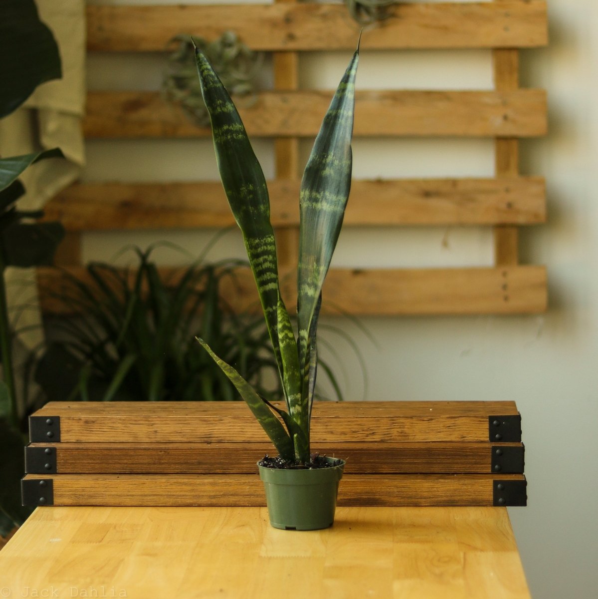 Sansevieria Trifasciata ‘Black Coral Snake Plant' - Ed's Plant Shop