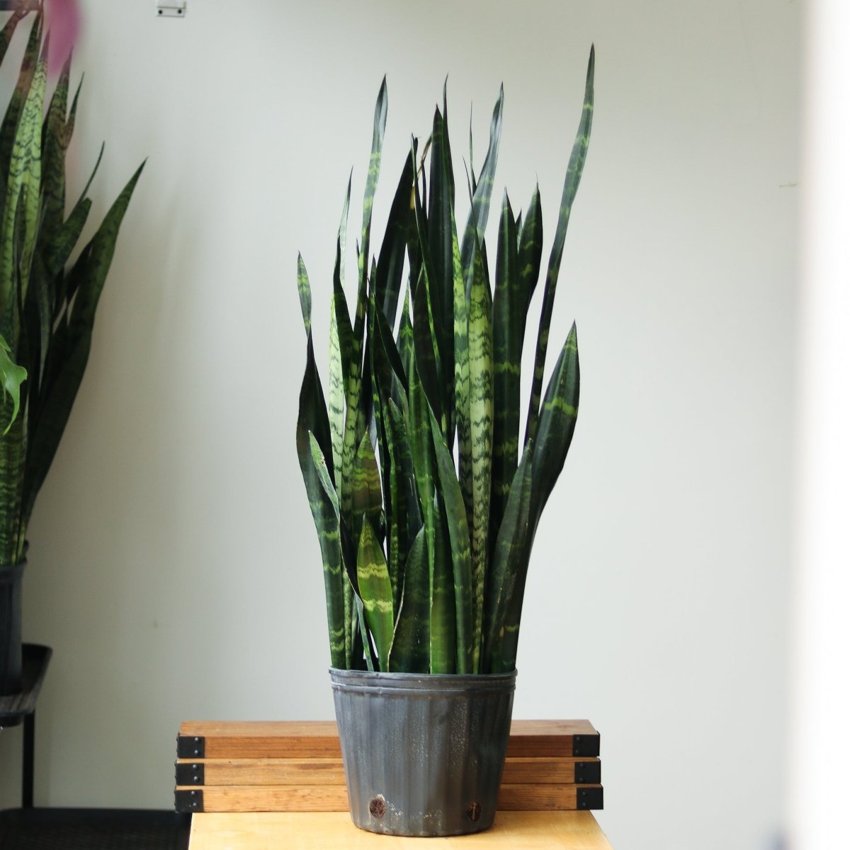 Sansevieria Trifasciata ‘Black Coral Snake Plant' - Ed's Plant Shop