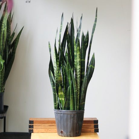 Sansevieria Trifasciata ‘Black Coral Snake Plant' - Various Sizes