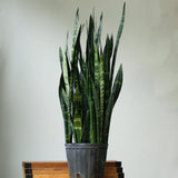 Sansevieria Trifasciata ‘Black Coral Snake Plant' - Ed's Plant Shop