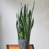 Sansevieria Trifasciata ‘Black Coral Snake Plant' - Various Sizes