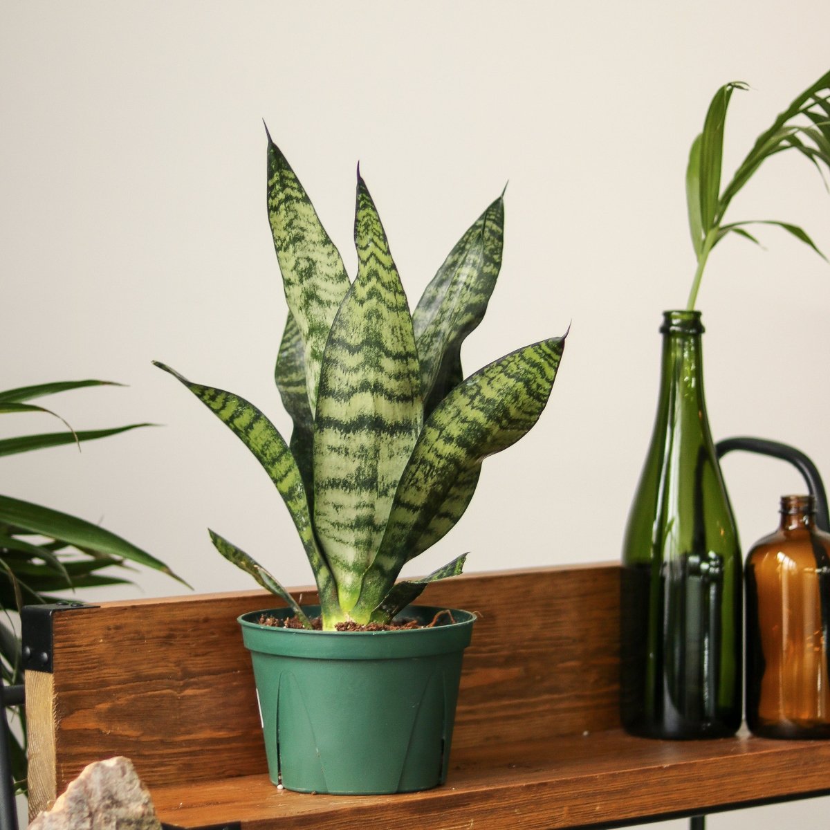 Sansevieria Trifasciata ‘Black Coral Snake Plant' - Various Sizes - Ed's Plant Shop