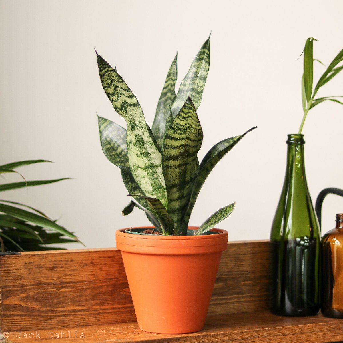 Sansevieria Trifasciata ‘Black Coral Snake Plant' - Various Sizes - Ed's Plant Shop