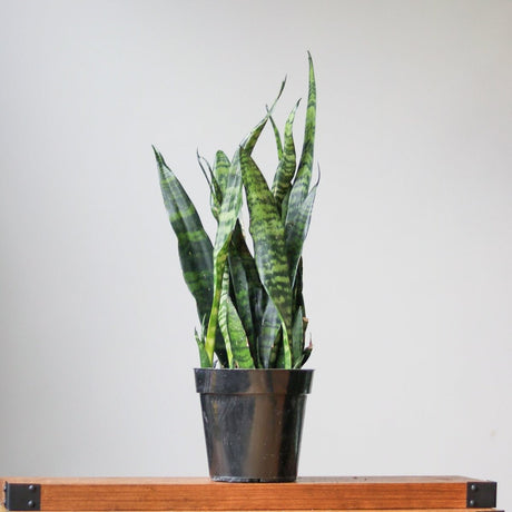 Sansevieria Trifasciata ‘Black Coral Snake Plant' - Various Sizes - Ed's Plant Shop