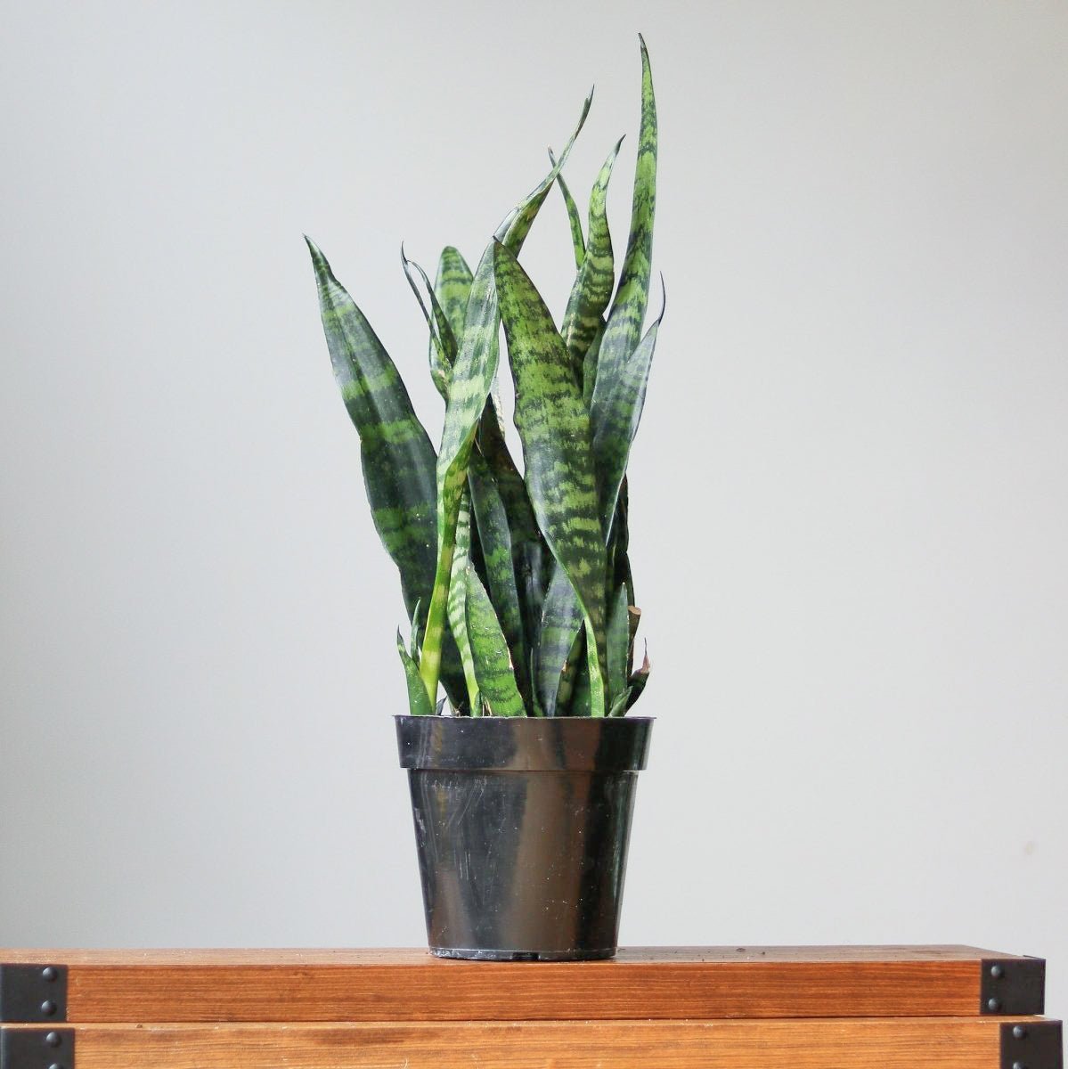 sansevieria coral black Sansevieria Trifasciata ‘Black Coral Snake Plant'