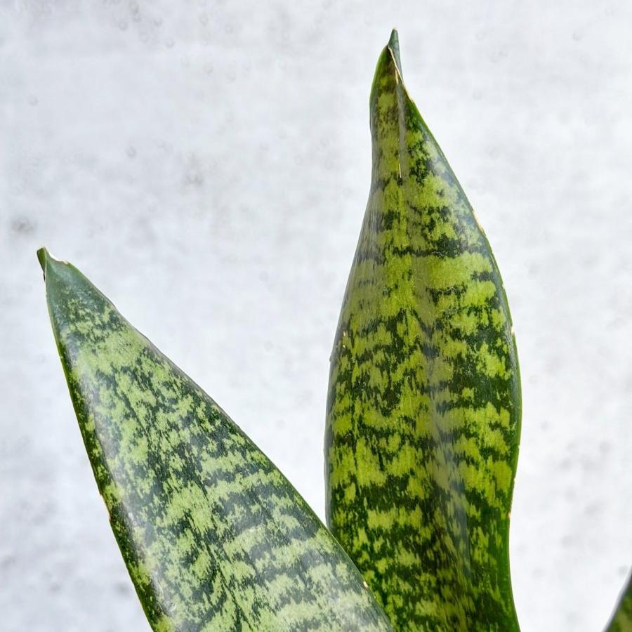 Sansevieria Trifasciata ‘Black Coral Snake Plant' - Various Sizes - Ed's Plant Shop