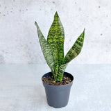 Sansevieria Trifasciata ‘Black Coral Snake Plant' - Various Sizes - Ed's Plant Shop