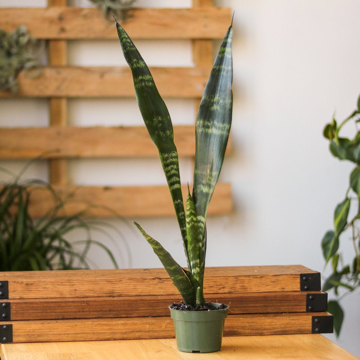 Sansevieria Trifasciata ‘Black Coral Snake Plant' - Various Sizes - Ed's Plant Shop