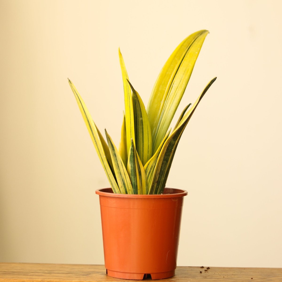 Sansevieria trifasciata ‘La Rubia’ - 6 Inch - Ed's Plant Shop