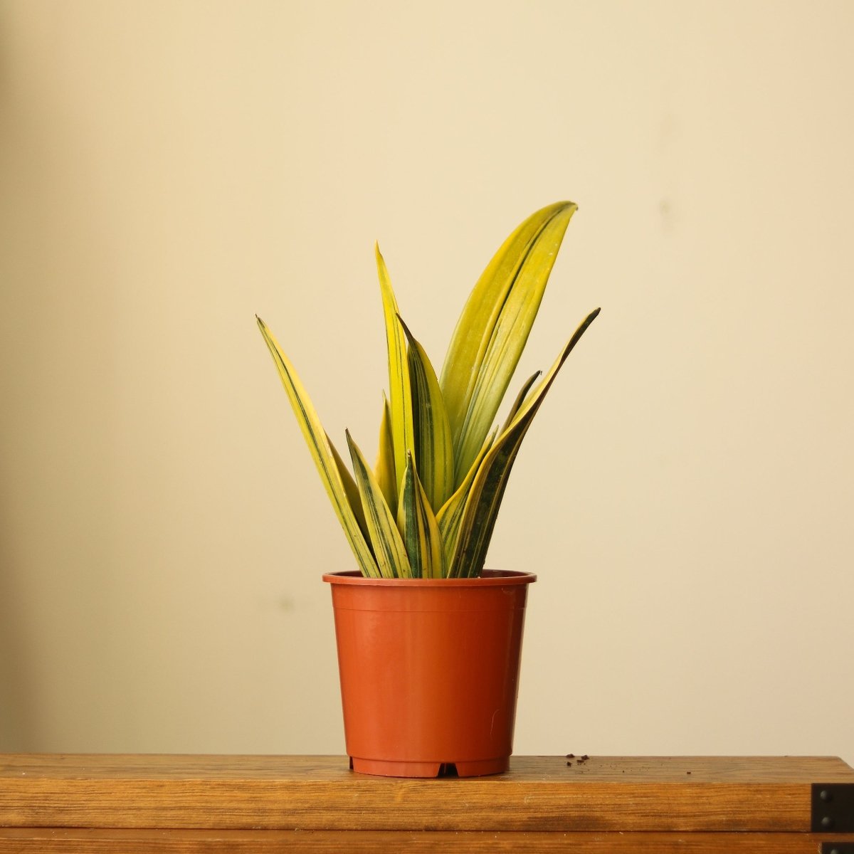 Sansevieria trifasciata ‘La Rubia’ - 6 Inch - Ed's Plant Shop