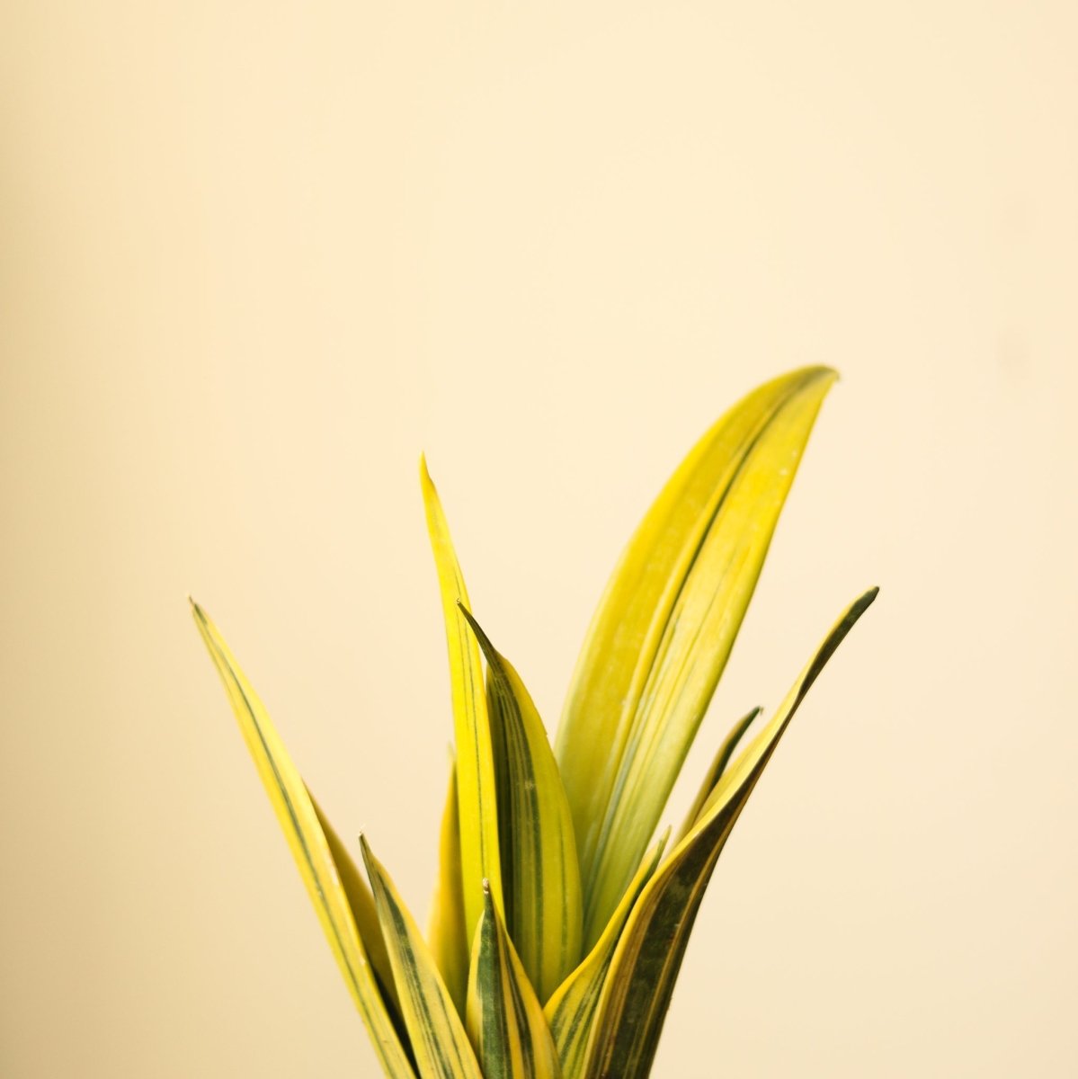 Sansevieria trifasciata ‘La Rubia’ - 6 Inch - Ed's Plant Shop