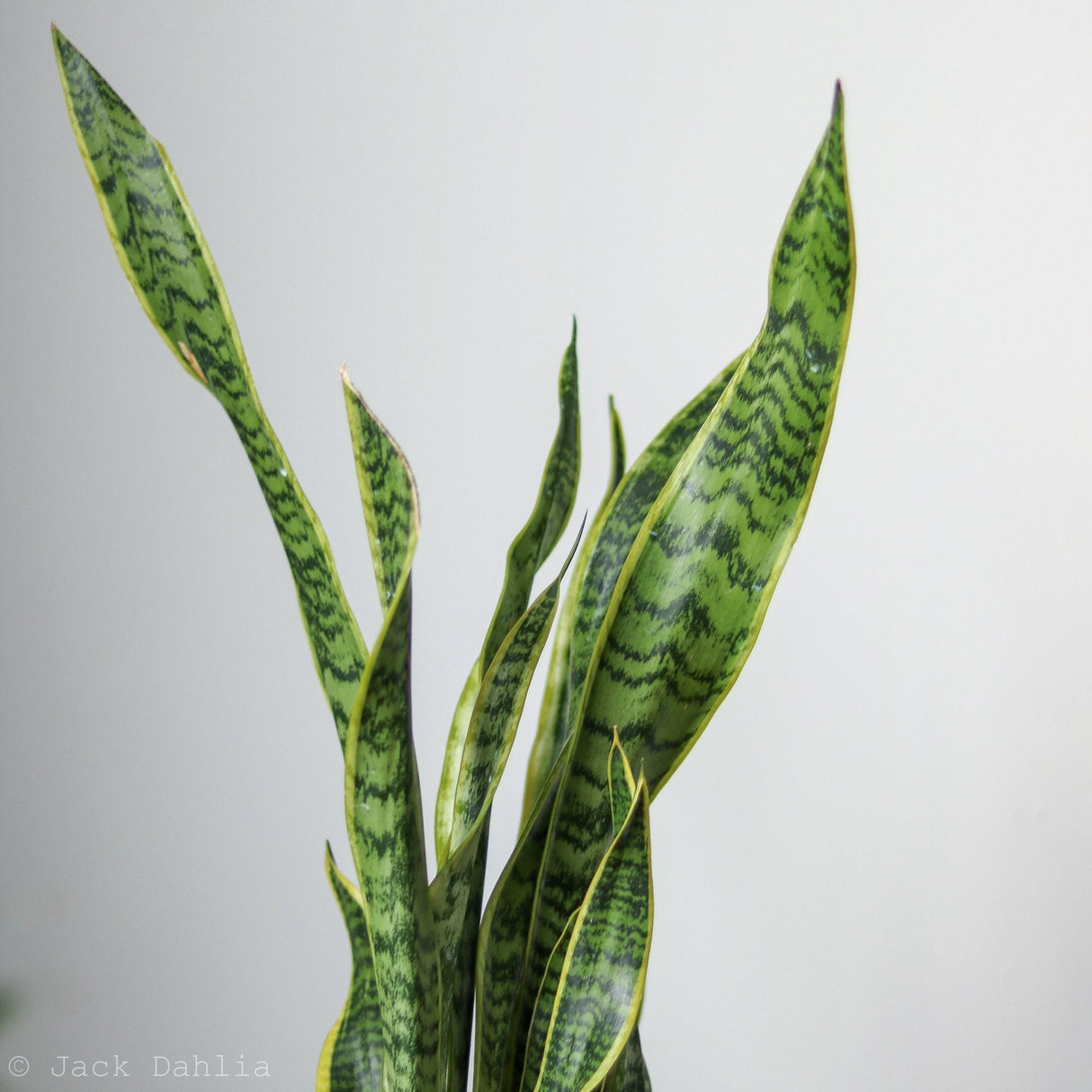 Sansevieria Trifasciata ‘Laurentii’ - Snake Plant - Ed's Plant Shop