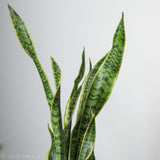 Sansevieria trifasciata ‘Laurentii’ Floor Plant - NYC Local Pickup & Delivery Only