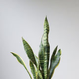 Sansevieria trifasciata ‘Laurentii’ Floor Plant - NYC Local Pickup & Delivery Only