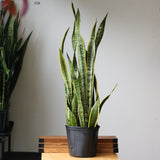 Sansevieria Trifasciata ‘Laurentii’ - Snake Plant - Ed's Plant Shop