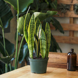 Sansevieria Trifasciata ‘Laurentii’ - Snake Plant - Ed's Plant Shop