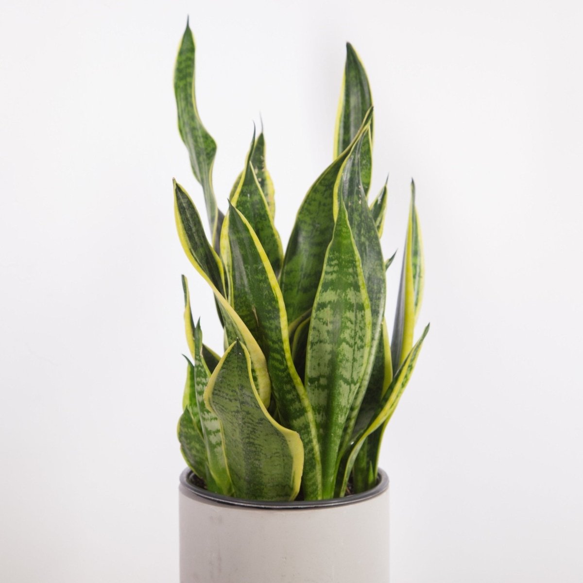 Sansevieria Trifasciata ‘Laurentii’ - 8" Snake Plant - Ed's Plant Shop