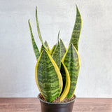 Sansevieria Trifasciata ‘Laurentii’ - 8" Snake Plant - Ed's Plant Shop