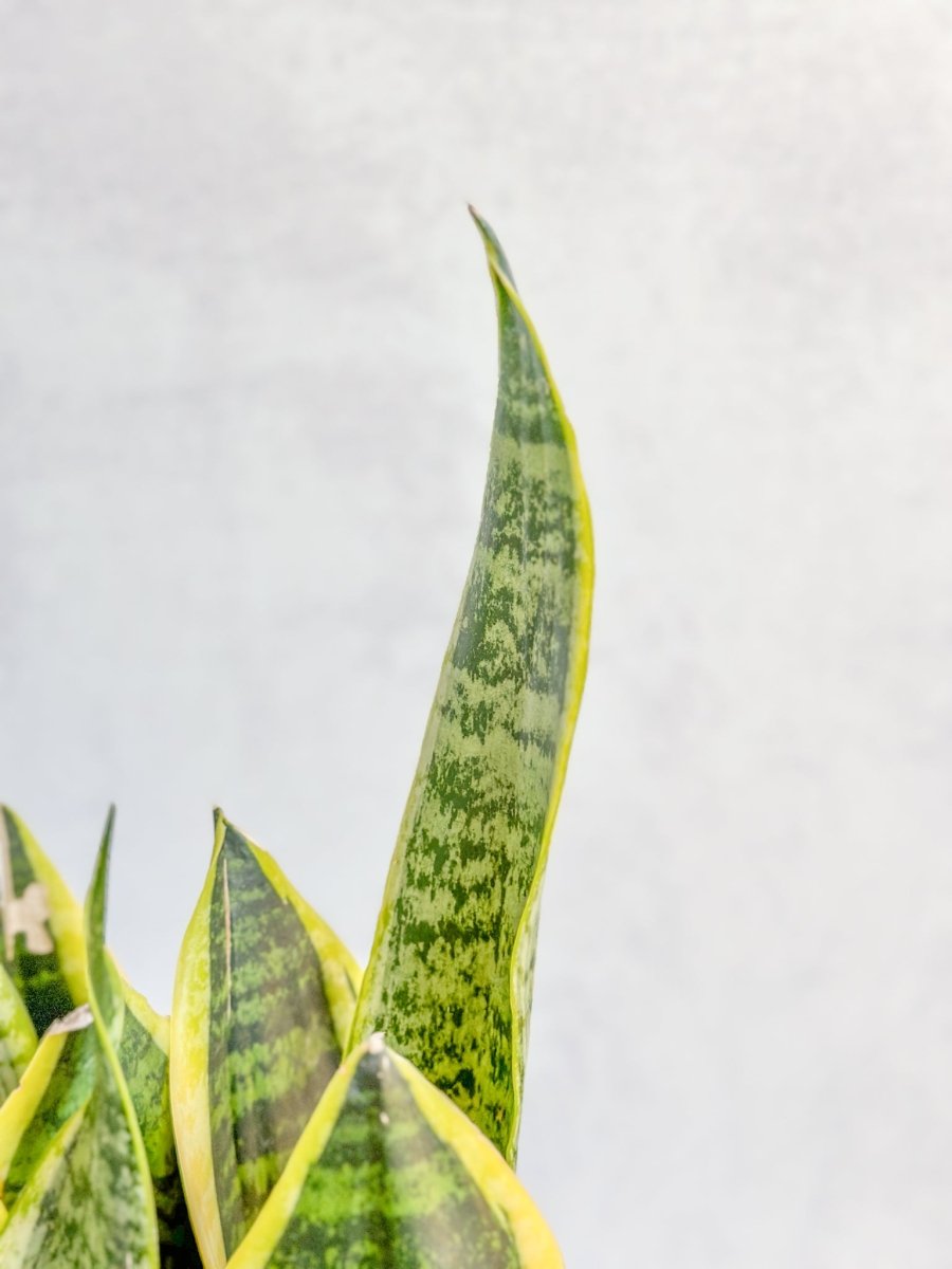 sansevieria laurentii yellow 6 Inch Snake Plant Sansevieria Laurentii - Live Air Purifying Houseplant